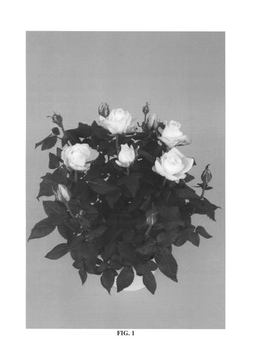 Figure 1 of US plant patent PP27185, the photograph of KORpot044 printed in the patent.