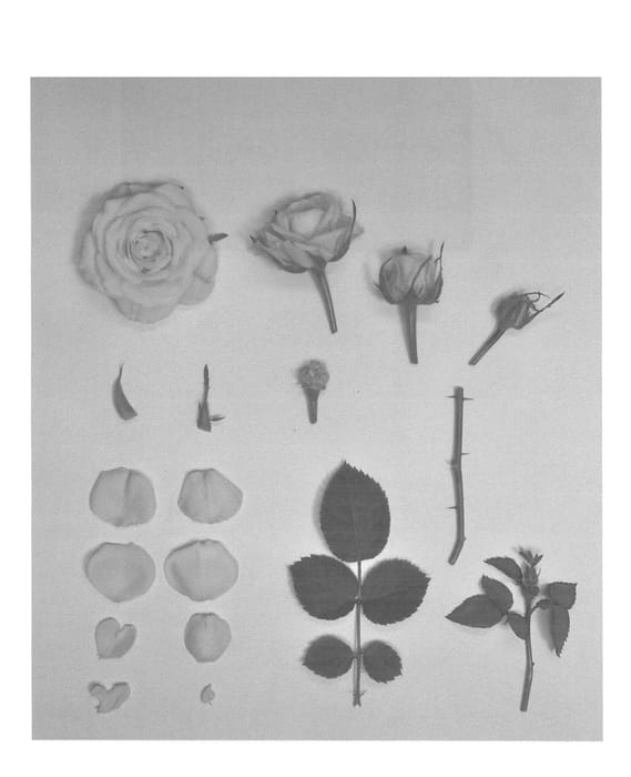 Figure 1 of US plant patent PP27186, the photograph of KORpot045 printed in the patent.