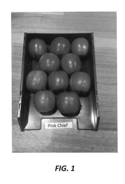 Figure 1 of US plant patent PP27187, the photograph of Pink Chief printed in the patent.