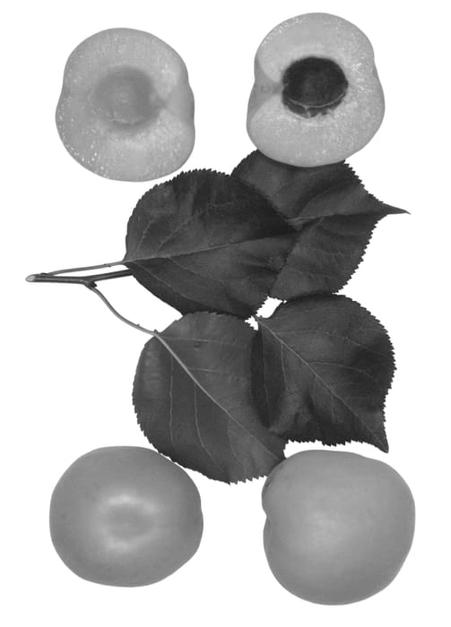 Figure 1 of US plant patent PP27188, the photograph of Redondo printed in the patent.