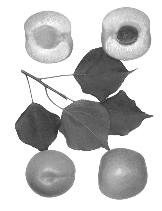 Figure 1 of US plant patent PP27189, the photograph of Trinidad printed in the patent.