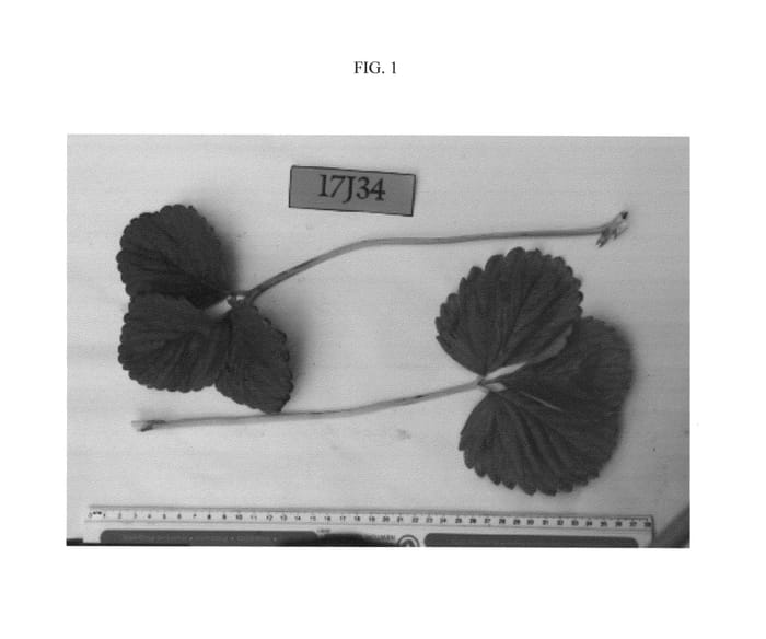 Figure 1 of US plant patent PP27190, the photograph of Ruby June printed in the patent.