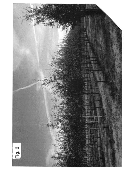 Figure 2 of US plant patent PP27191, the photograph of QHMTF printed in the patent.