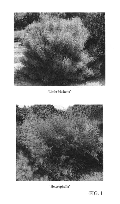 Figure 1 of US plant patent PP27192, the photograph of Little Madame printed in the patent.