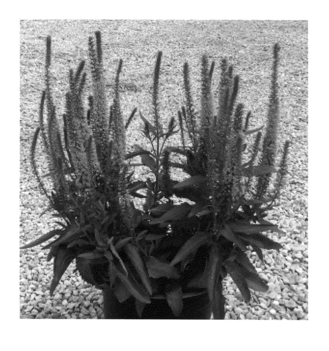 Figure 1 of US plant patent PP27193, the photograph of Agrivedapi printed in the patent.
