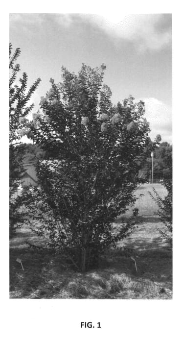 Figure 1 of US plant patent PP27194, the photograph of PIILAG-VIII printed in the patent.