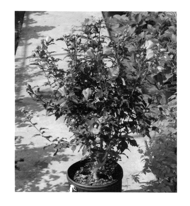 Figure 1 of US plant patent PP27195, the photograph of SHIMRR38 printed in the patent.