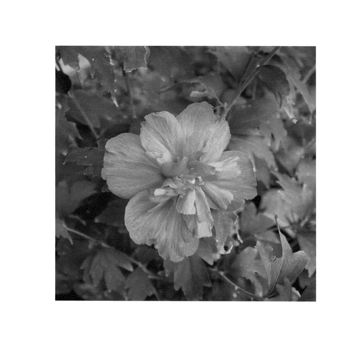 Figure 1 of US plant patent PP27196, the photograph of DS03RS printed in the patent.
