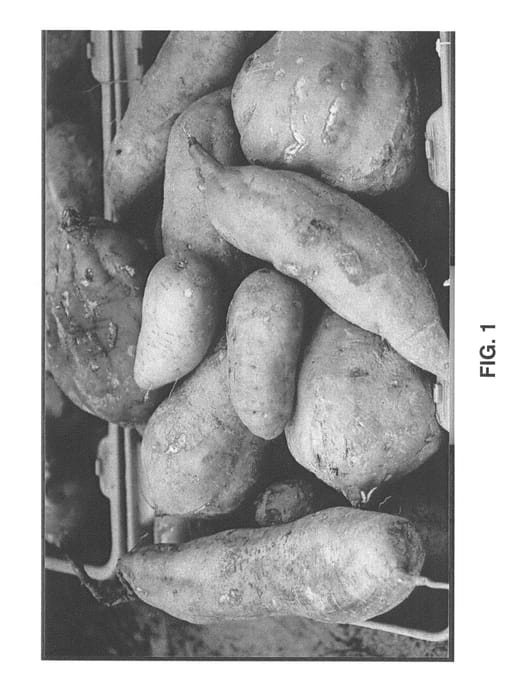 Figure 1 of US plant patent PP27197, the photograph of CX-1 printed in the patent.