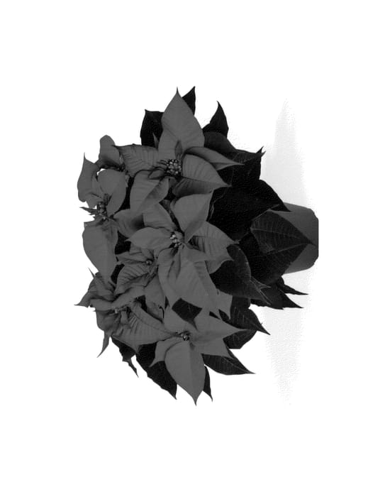 Figure 1 of US plant patent PP27198, the photograph of Dueprimdon printed in the patent.