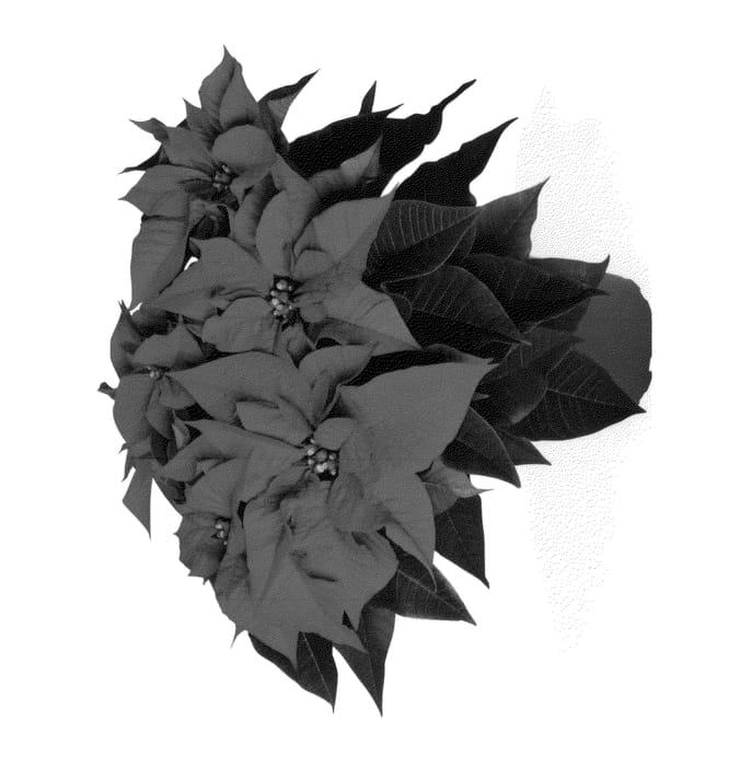 Figure 1 of US plant patent PP27199, the photograph of Dueprimver printed in the patent.