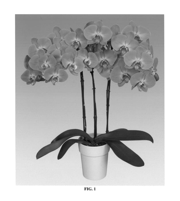 Figure 1 of US plant patent PP27200, the photograph of PHALCIMEI printed in the patent.