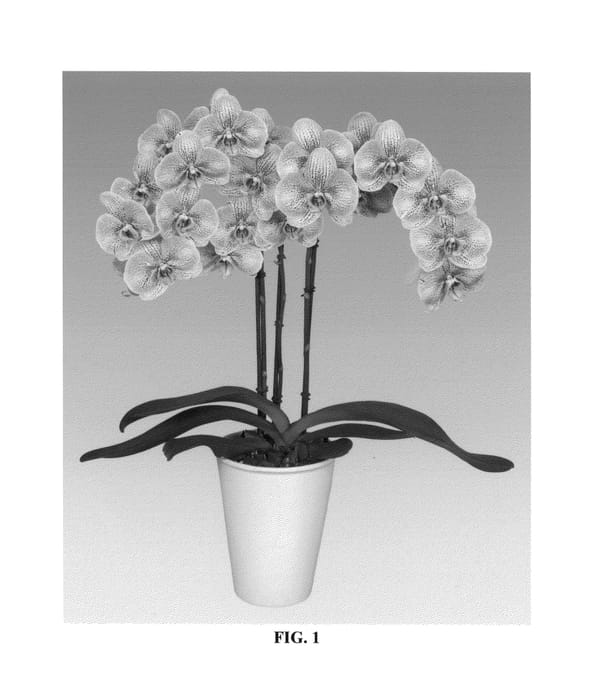 Figure 1 of US plant patent PP27201, the photograph of PHALDISXO printed in the patent.