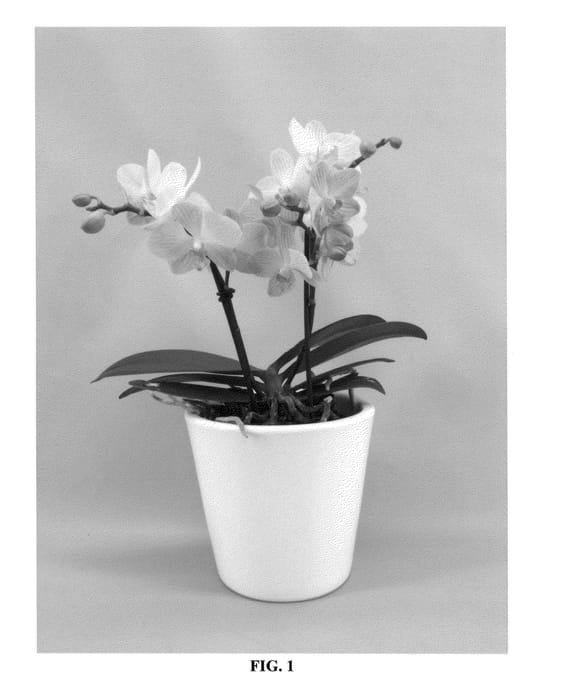 Figure 1 of US plant patent PP27202, the photograph of PHALFOLAK printed in the patent.