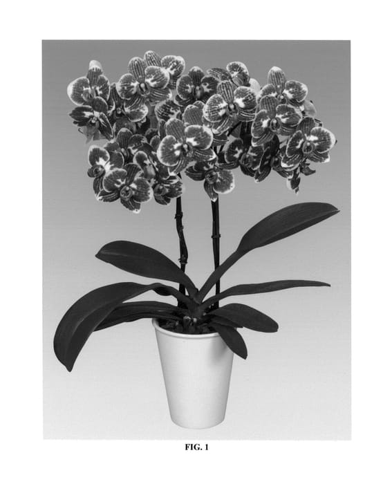 Figure 1 of US plant patent PP27203, the photograph of PHALDISAM printed in the patent.