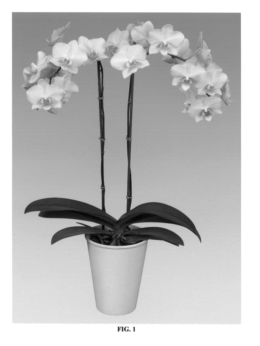 Figure 1 of US plant patent PP27204, the photograph of Phaldotwel printed in the patent.