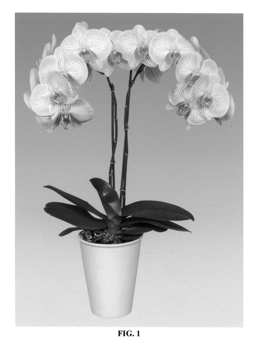 Figure 1 of US plant patent PP27205, the photograph of PHALDETXIK printed in the patent.