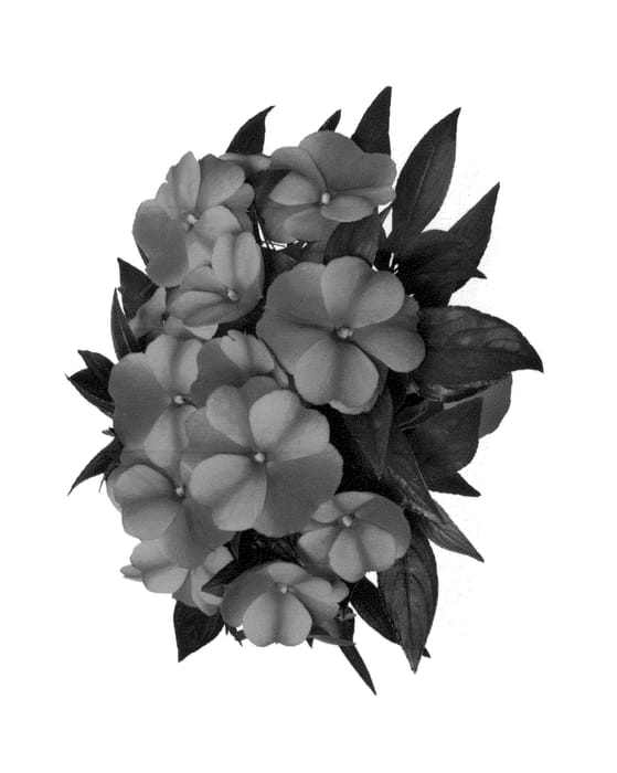 Figure 1 of US plant patent PP27206, the photograph of Duepetpust printed in the patent.