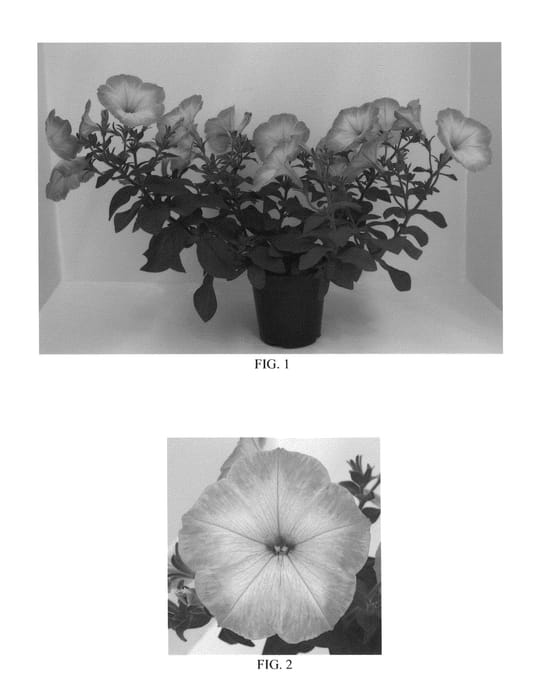 Figure 1 of US plant patent PP27207, the photograph of Flortunpemo printed in the patent.