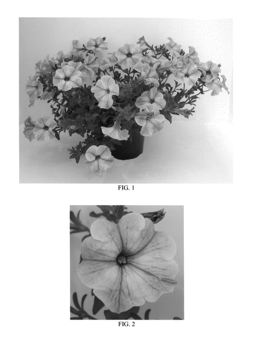 Figure 1 of US plant patent PP27208, the photograph of Flortunpimorn printed in the patent.