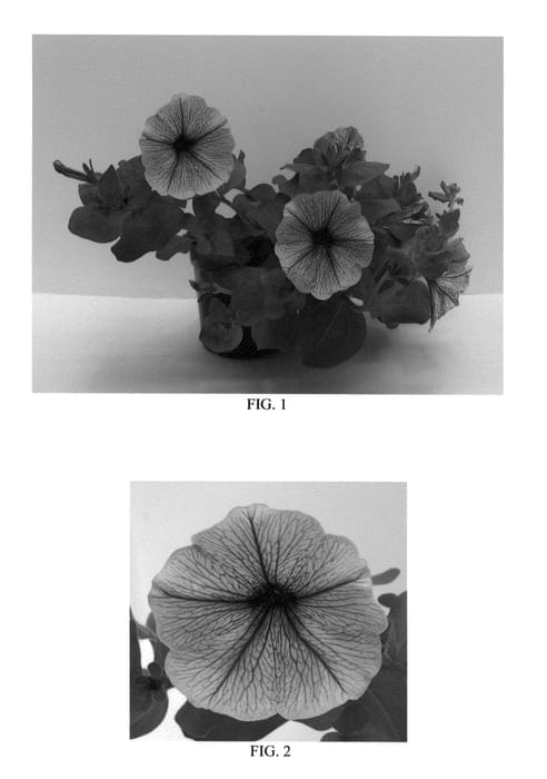 Figure 1 of US plant patent PP27209, the photograph of Flortunbluve printed in the patent.