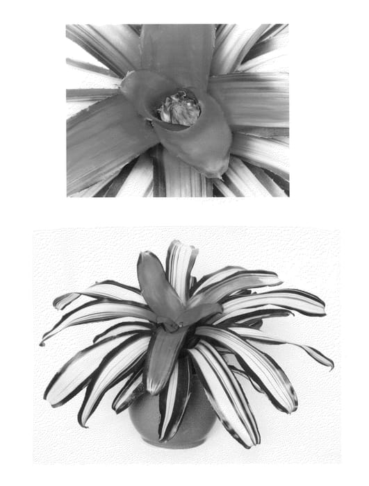 Figure 1 of US plant patent PP27211, the photograph of Venus printed in the patent.