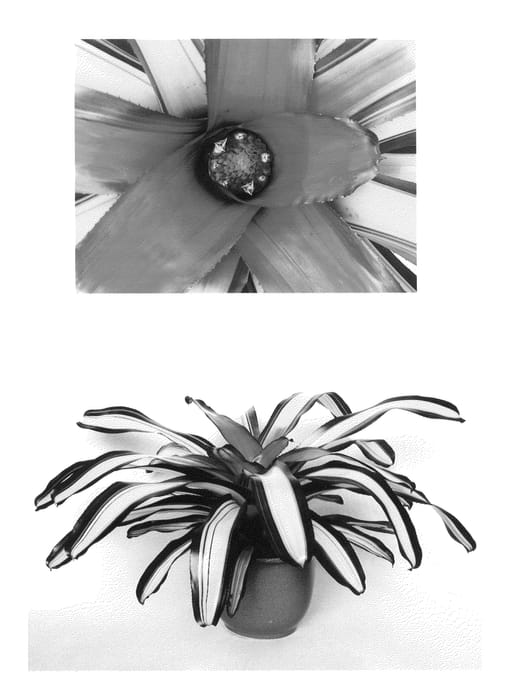 Figure 1 of US plant patent PP27212, the photograph of Full Moon printed in the patent.