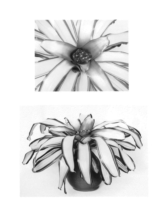 Figure 1 of US plant patent PP27213, the photograph of Casablanca printed in the patent.