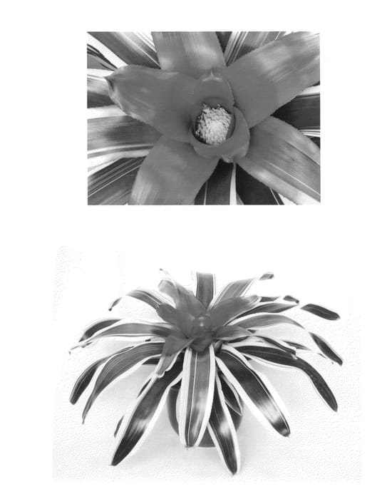 Figure 1 of US plant patent PP27214, the photograph of Liebling printed in the patent.