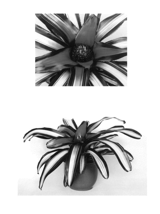 Figure 1 of US plant patent PP27215, the photograph of Magnifica printed in the patent.