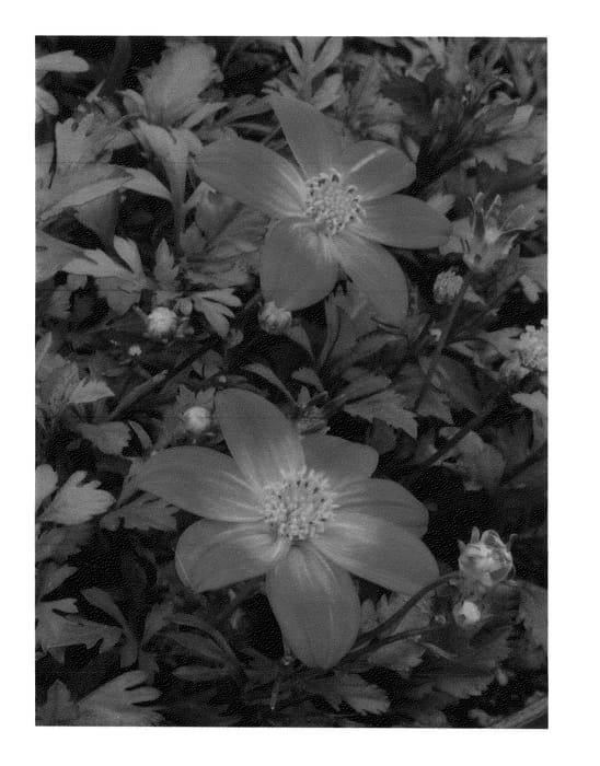 Figure 1 of US plant patent PP27216, the photograph of Hafltifrpu printed in the patent.