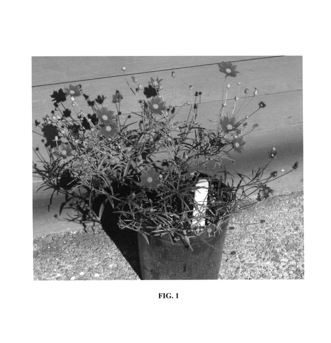 Figure 1 of US plant patent PP27217, the photograph of Radioactive printed in the patent.