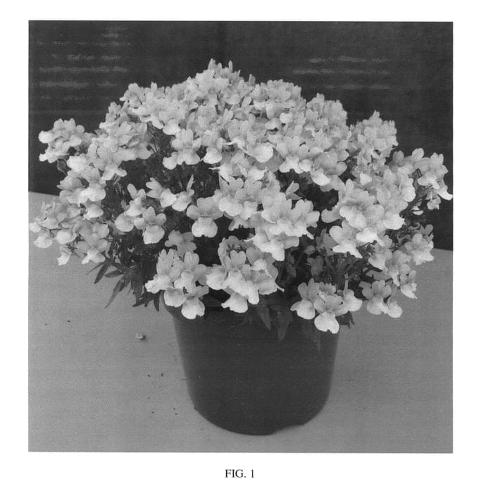 Figure 1 of US plant patent PP27218, the photograph of Easter Bonnet printed in the patent.