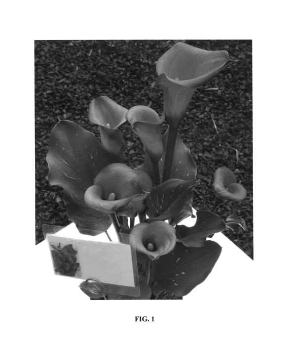 Figure 1 of US plant patent PP27219, the photograph of Royal Pumpkin printed in the patent.