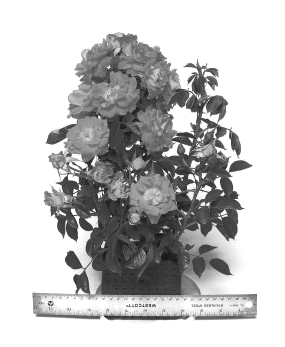 Figure 1 of US plant patent PP27220, the photograph of WEKwoagorol printed in the patent.
