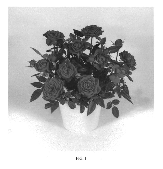 Figure 1 of US plant patent PP27221, the photograph of KORpot040 printed in the patent.