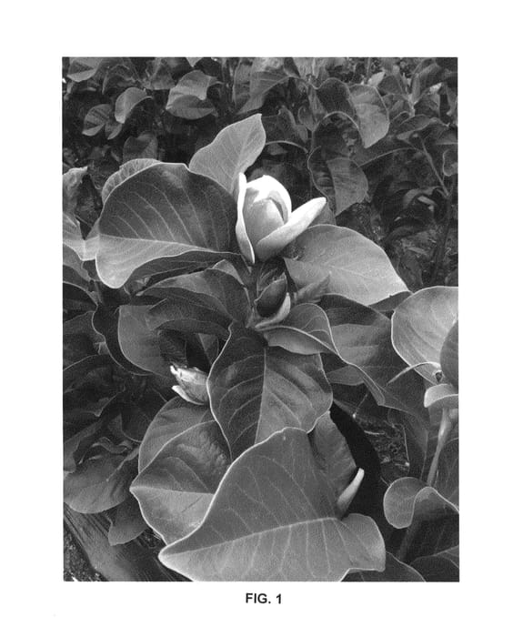 Figure 1 of US plant patent PP27222, the photograph of Cameo printed in the patent.