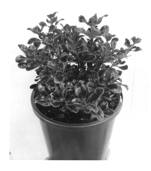 Figure 1 of US plant patent PP27223, the photograph of Scarlett 2 printed in the patent.
