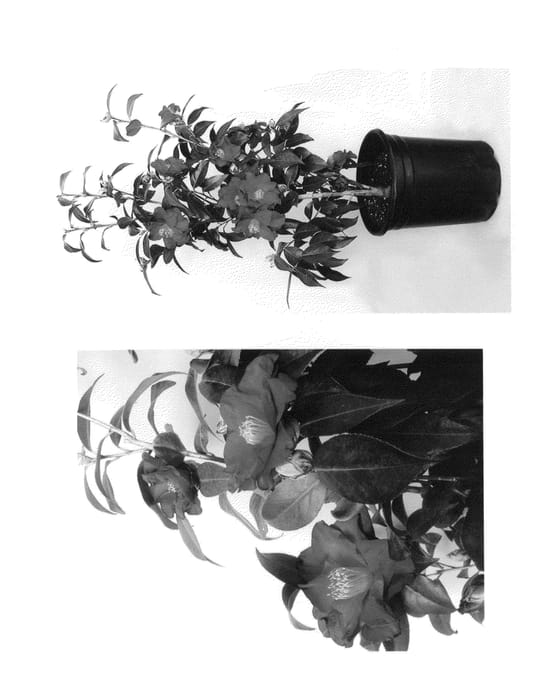 Figure 1 of US plant patent PP27224, the photograph of Julius Nuccio printed in the patent.