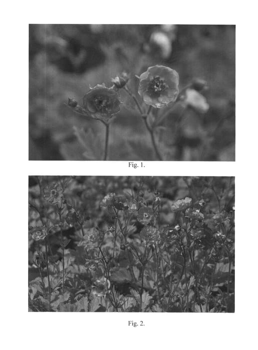 Figure 1 of US plant patent PP27225, the photograph of Dark and Stormy printed in the patent.