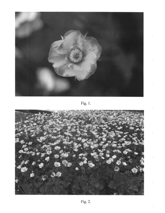 Figure 1 of US plant patent PP27226, the photograph of Spanish Fly printed in the patent.