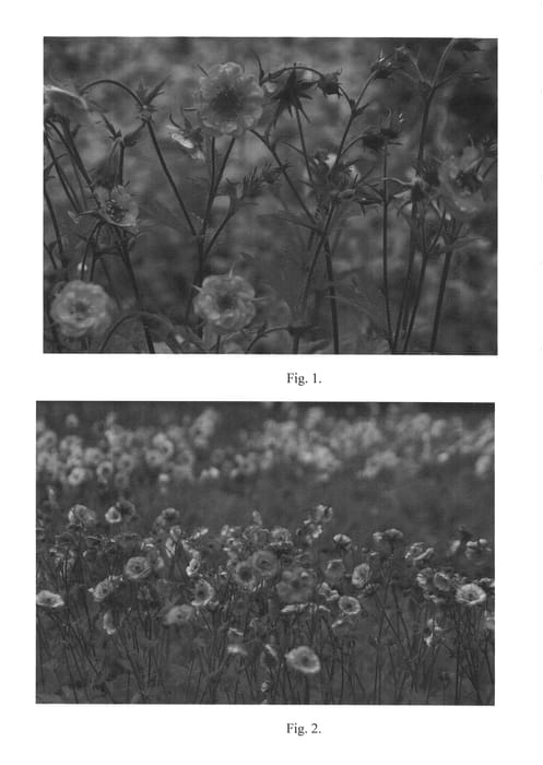 Figure 1 of US plant patent PP27227, the photograph of Wet Kiss printed in the patent.