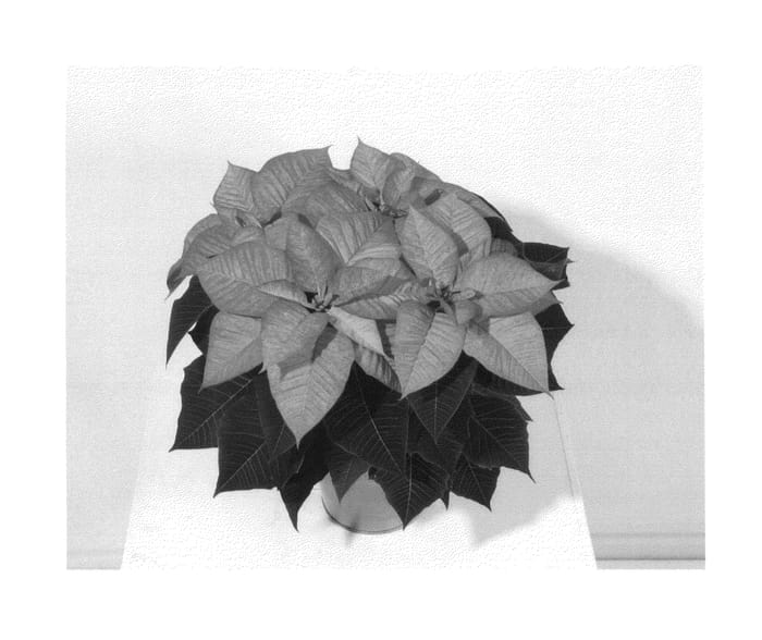 Figure 1 of US plant patent PP27228, the photograph of NPCW14233 printed in the patent.