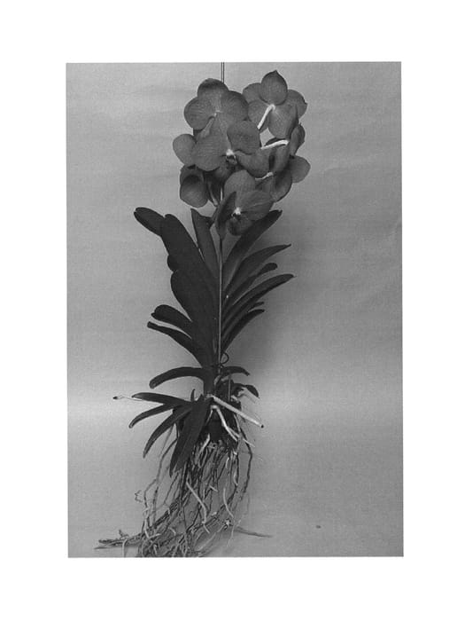 Figure 1 of US plant patent PP27229, the photograph of SPCDW1312 printed in the patent.