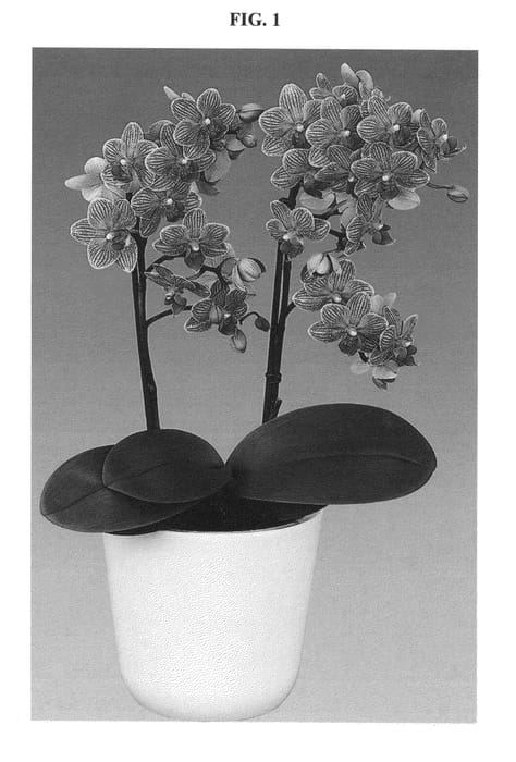 Figure 1 of US plant patent PP27230, the photograph of Penny Lane printed in the patent.