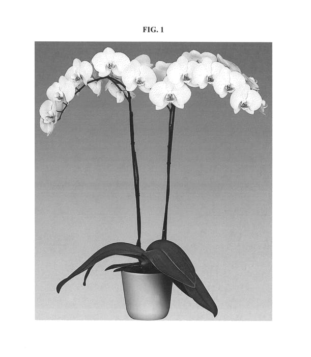 Figure 1 of US plant patent PP27231, the photograph of Ballroom printed in the patent.