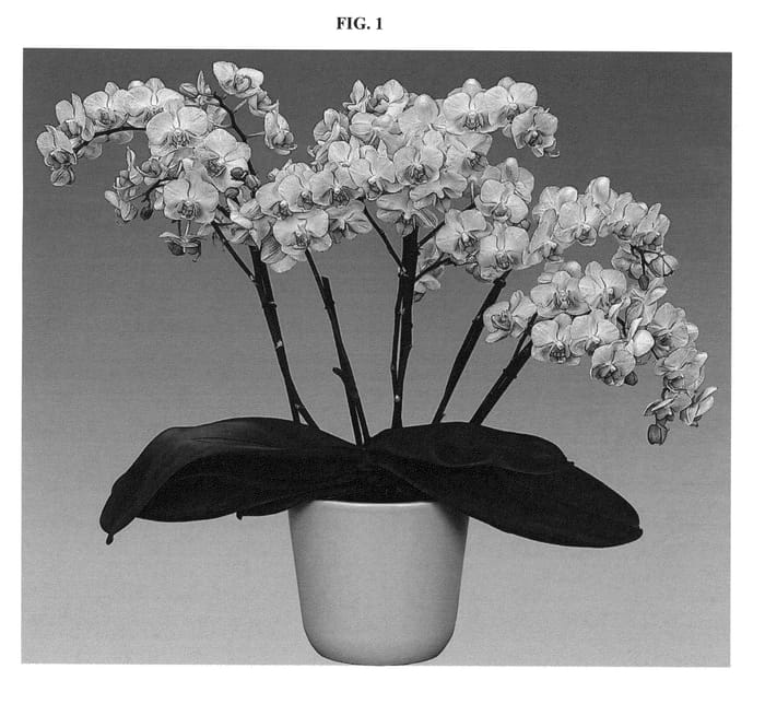 Figure 1 of US plant patent PP27232, the photograph of Spotlight printed in the patent.