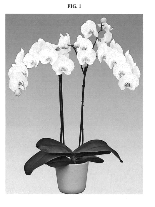 Figure 1 of US plant patent PP27233, the photograph of Bright Smile printed in the patent.