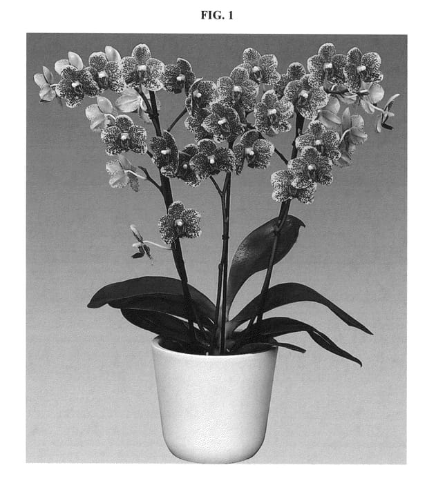 Figure 1 of US plant patent PP27234, the photograph of Charming printed in the patent.