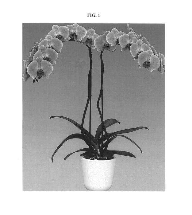 Figure 1 of US plant patent PP27235, the photograph of FLOR183733 printed in the patent.